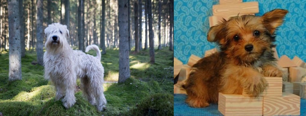 Yorkillon vs Soft-Coated Wheaten Terrier - Breed Comparison