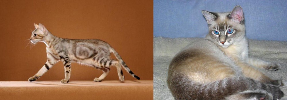 Tiger Cat vs Sokoke - Breed Comparison