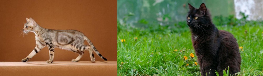York Chocolate Cat vs Sokoke - Breed Comparison