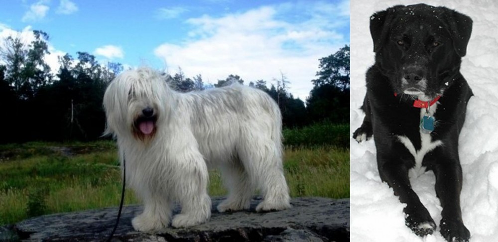 St. John's Water Dog vs South Russian Ovcharka - Breed Comparison