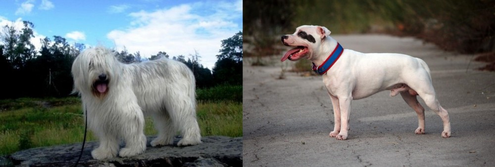 Staffordshire Bull Terrier vs South Russian Ovcharka - Breed Comparison