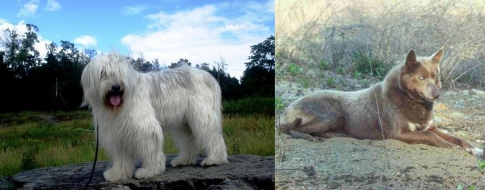 Tahltan Bear Dog vs South Russian Ovcharka - Breed Comparison