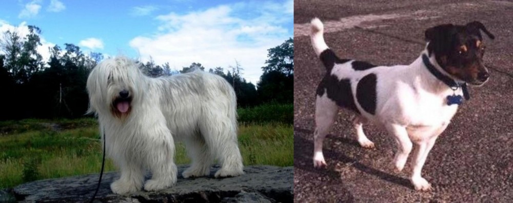 Teddy Roosevelt Terrier vs South Russian Ovcharka - Breed Comparison