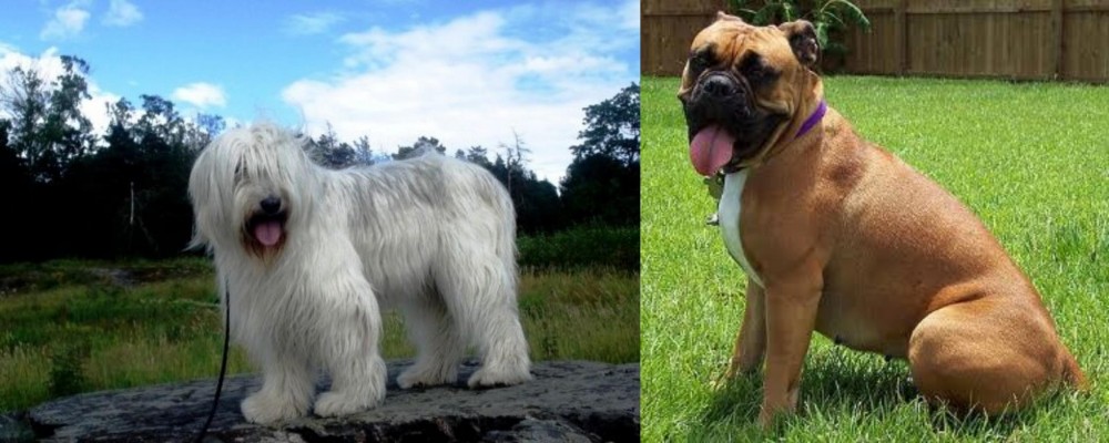 Valley Bulldog vs South Russian Ovcharka - Breed Comparison