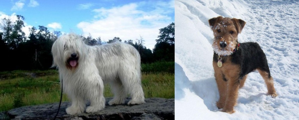 Welsh Terrier vs South Russian Ovcharka - Breed Comparison
