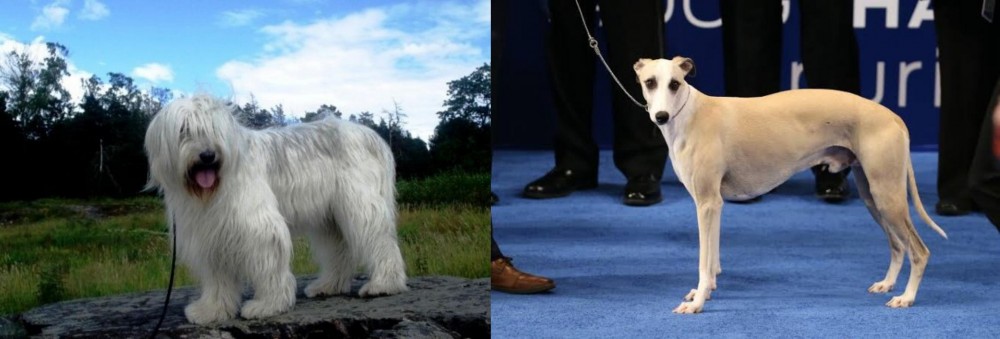 Whippet vs South Russian Ovcharka - Breed Comparison
