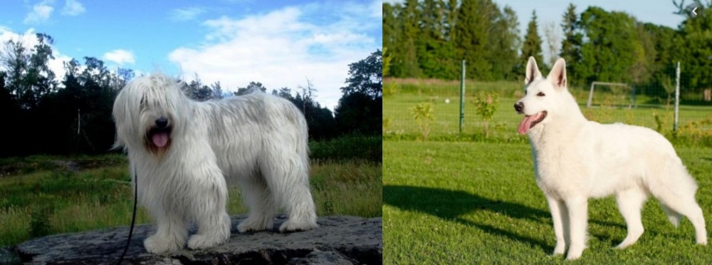 White Shepherd vs South Russian Ovcharka - Breed Comparison