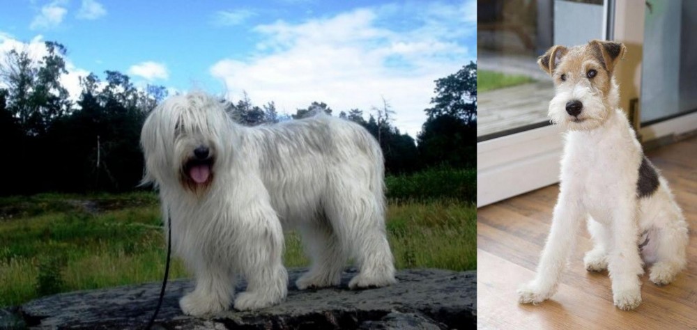 Wire Fox Terrier vs South Russian Ovcharka - Breed Comparison