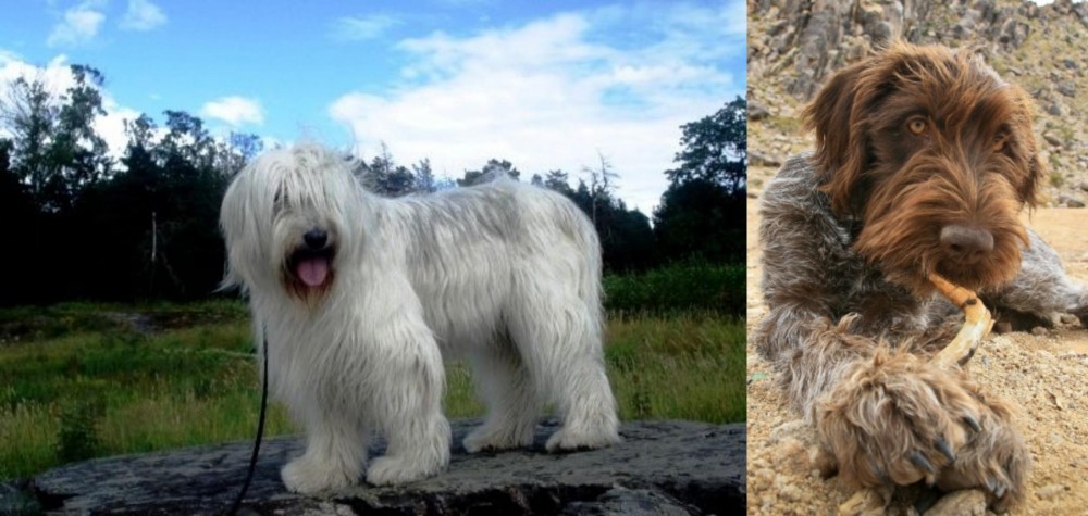 Wirehaired Pointing Griffon vs South Russian Ovcharka - Breed Comparison