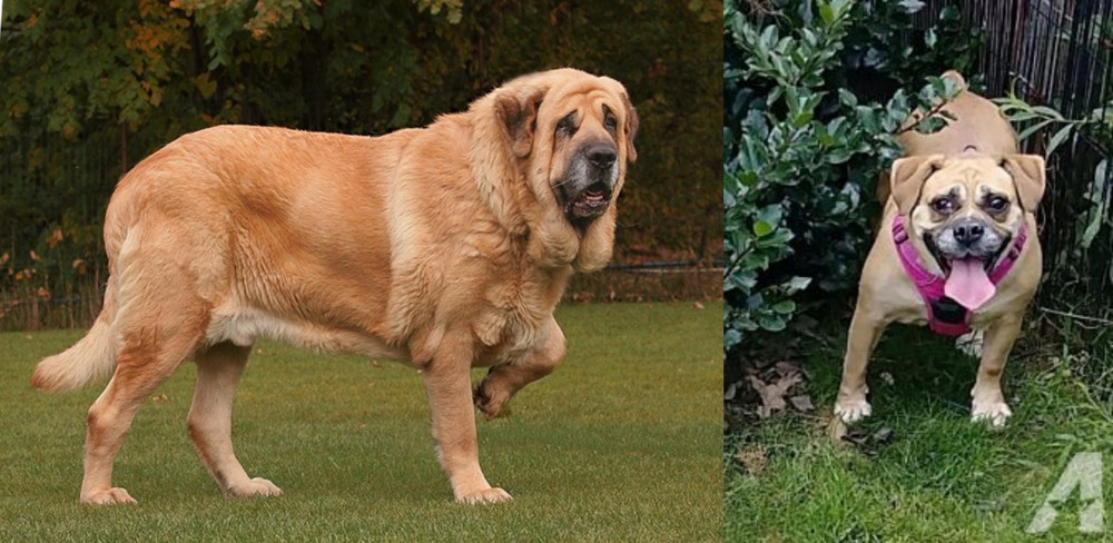 Beabull vs Spanish Mastiff - Breed Comparison