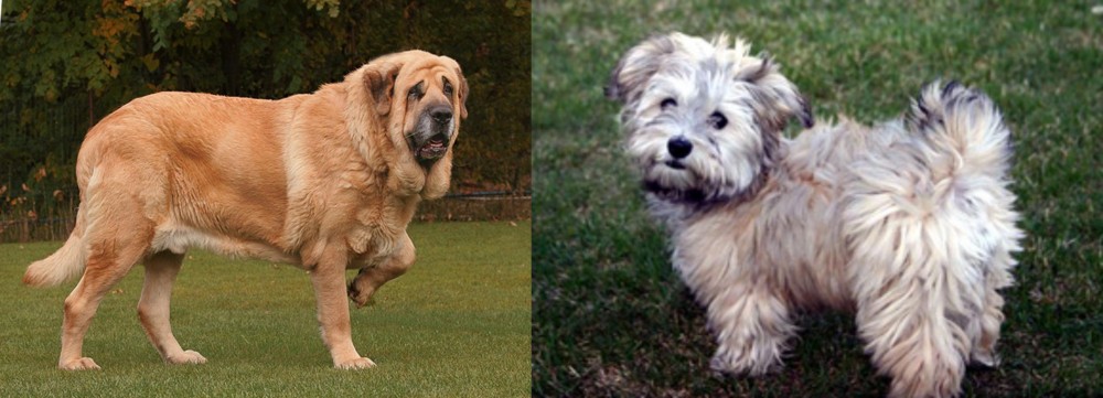 Havapoo vs Spanish Mastiff - Breed Comparison