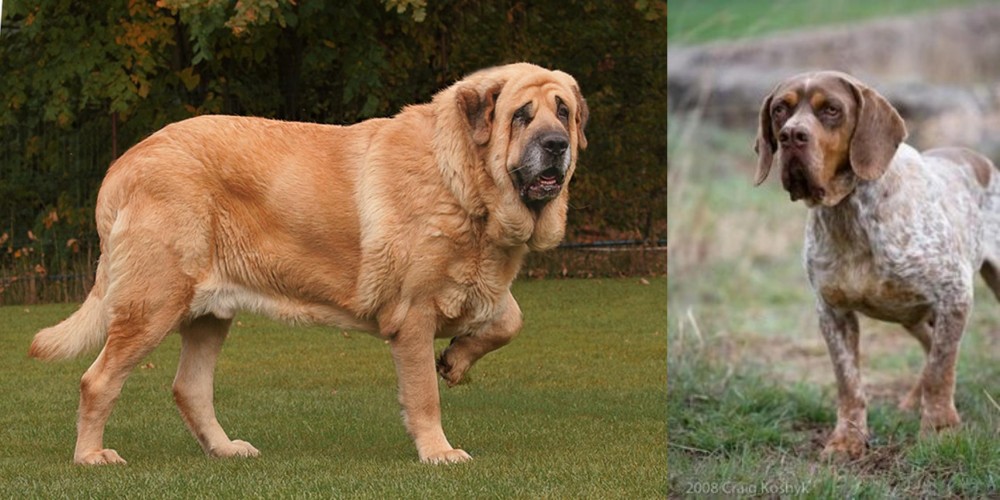 Spanish Pointer vs Spanish Mastiff - Breed Comparison