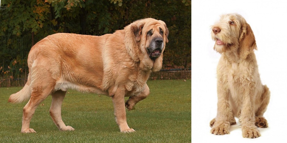 Spinone Italiano vs Spanish Mastiff - Breed Comparison