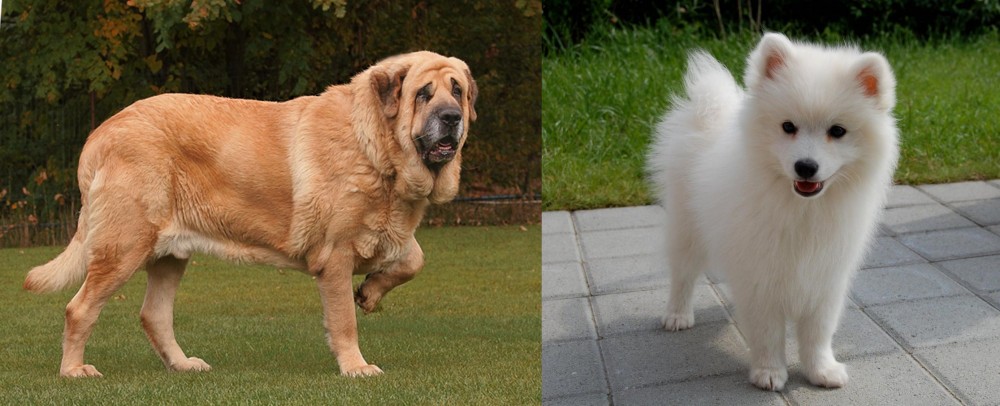 Spitz vs Spanish Mastiff - Breed Comparison