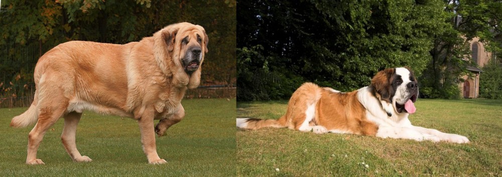 St. Bernard vs Spanish Mastiff - Breed Comparison