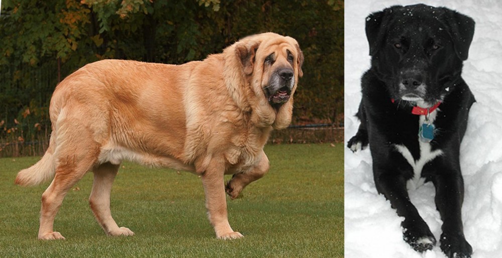 St. John's Water Dog vs Spanish Mastiff - Breed Comparison
