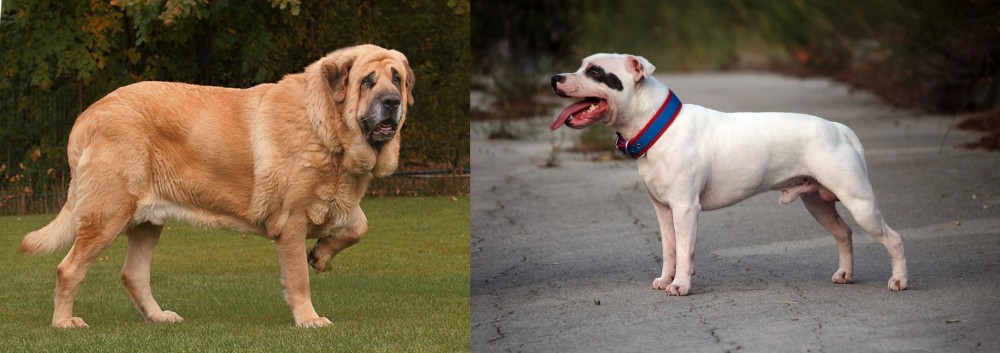 Staffordshire Bull Terrier vs Spanish Mastiff - Breed Comparison