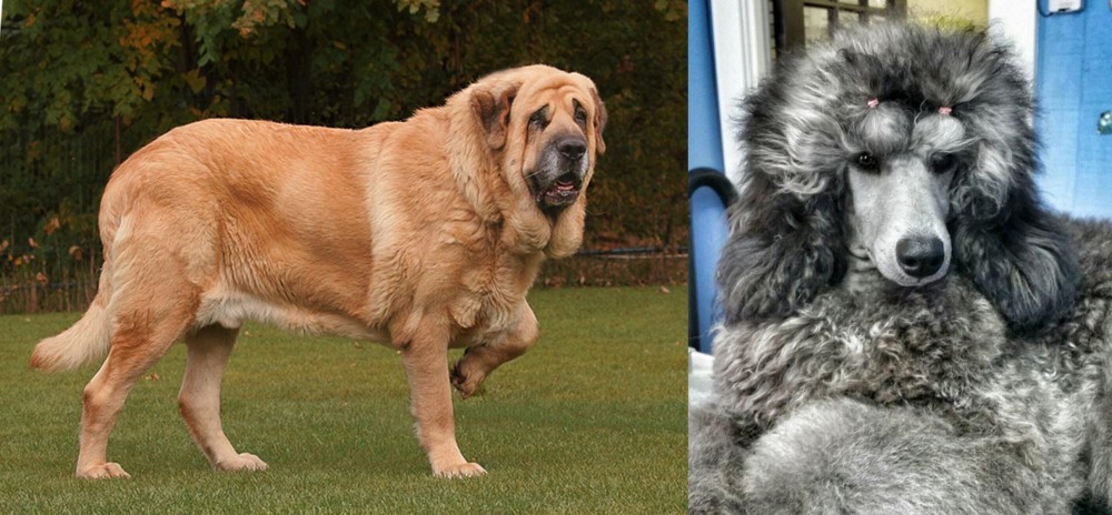 Standard Poodle vs Spanish Mastiff - Breed Comparison