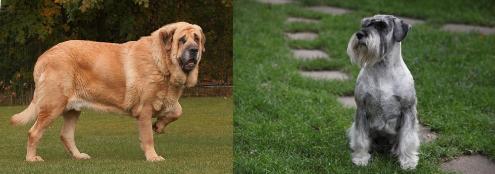 Standard Schnauzer vs Spanish Mastiff - Breed Comparison