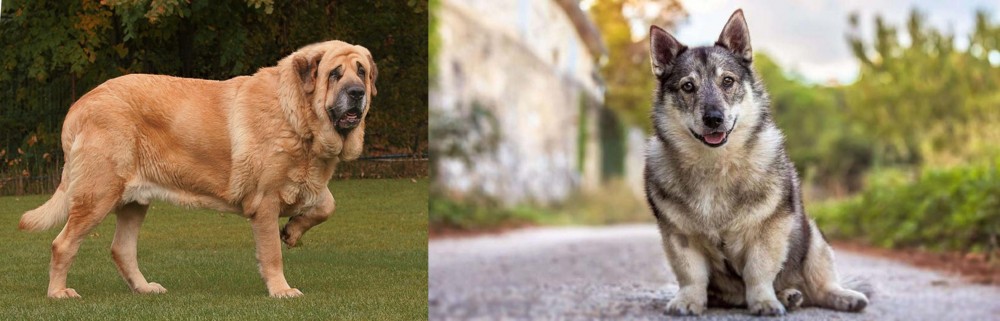 Swedish Vallhund vs Spanish Mastiff - Breed Comparison