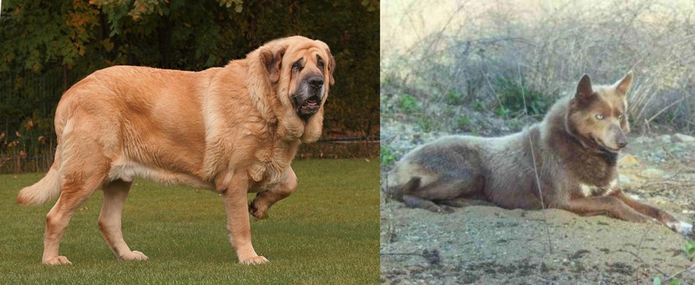 Tahltan Bear Dog vs Spanish Mastiff - Breed Comparison