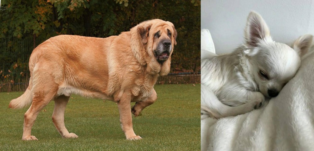 Tea Cup Chihuahua vs Spanish Mastiff - Breed Comparison