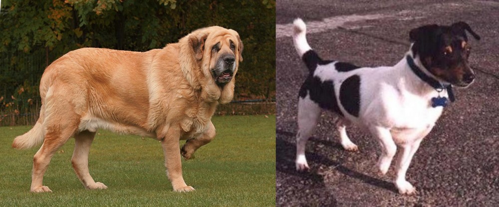 Teddy Roosevelt Terrier vs Spanish Mastiff - Breed Comparison