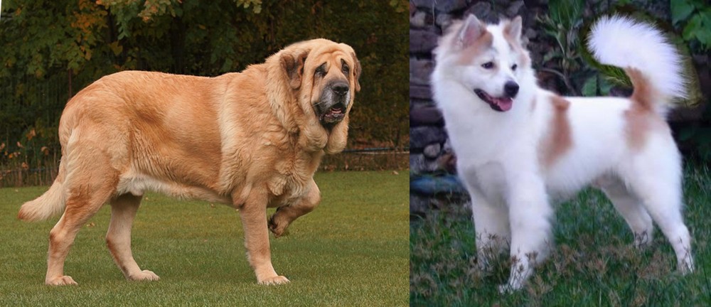 Thai Bangkaew vs Spanish Mastiff - Breed Comparison