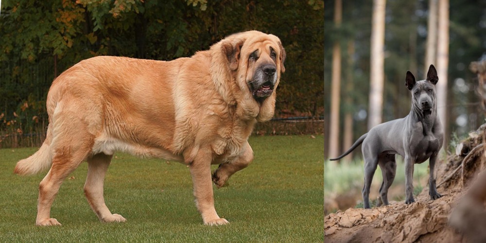 Thai Ridgeback vs Spanish Mastiff - Breed Comparison