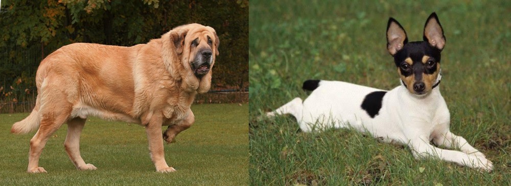 Toy Fox Terrier vs Spanish Mastiff - Breed Comparison