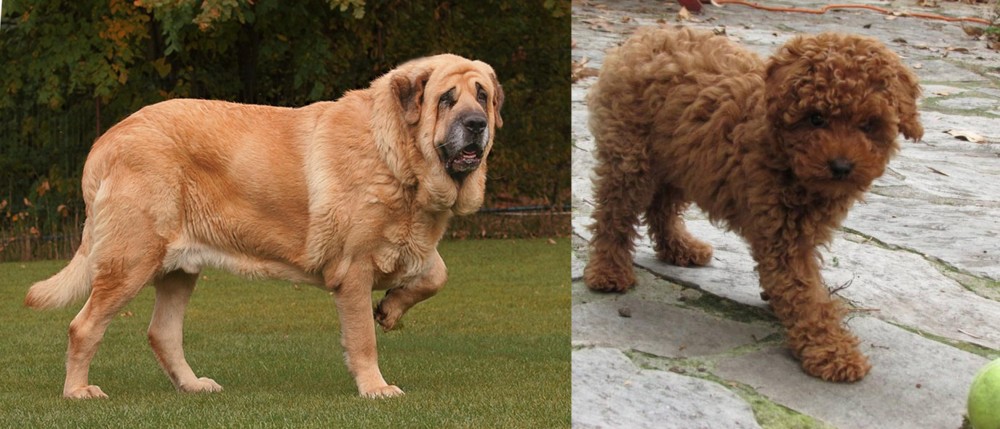 Toy Poodle vs Spanish Mastiff - Breed Comparison