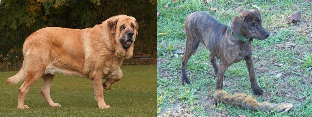 Treeing Cur vs Spanish Mastiff - Breed Comparison