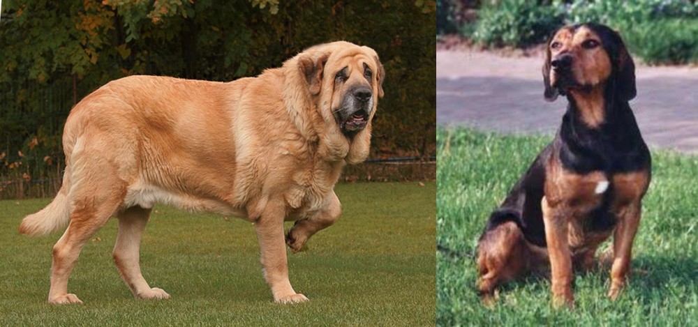 Tyrolean Hound vs Spanish Mastiff - Breed Comparison