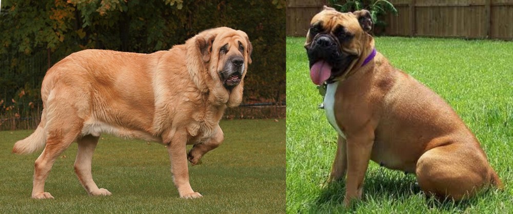 Valley Bulldog vs Spanish Mastiff - Breed Comparison