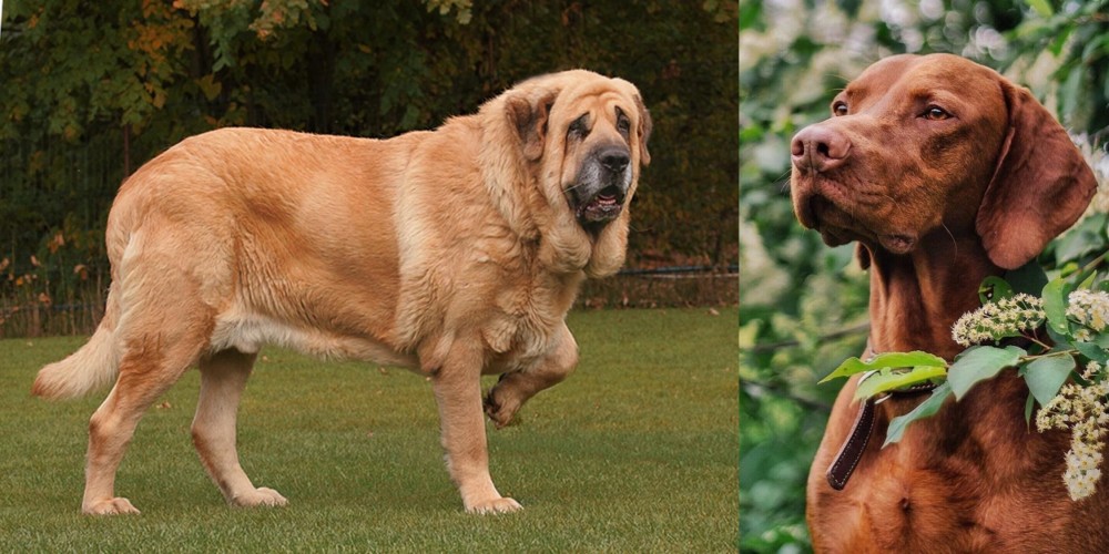 Vizsla vs Spanish Mastiff - Breed Comparison