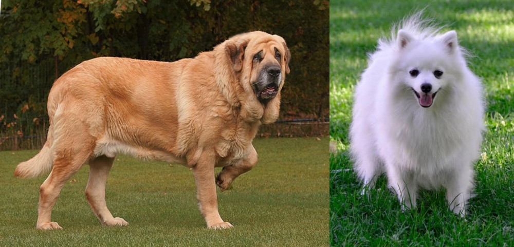 Volpino Italiano vs Spanish Mastiff - Breed Comparison