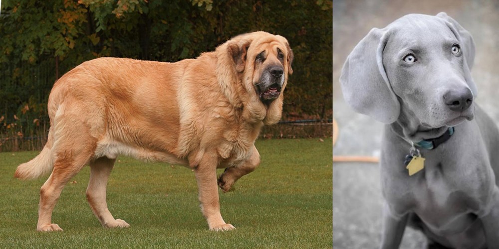 Weimaraner vs Spanish Mastiff - Breed Comparison