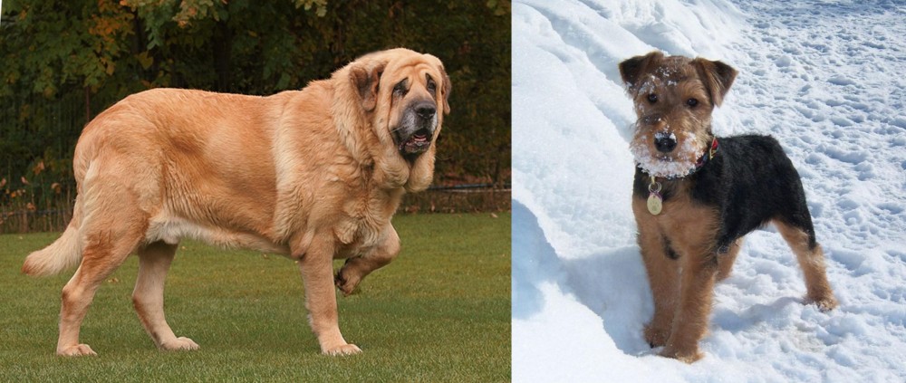 Welsh Terrier vs Spanish Mastiff - Breed Comparison