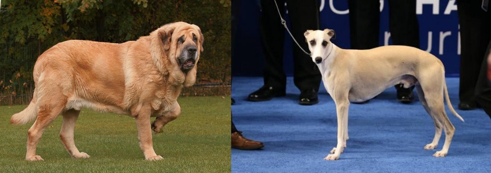 Whippet vs Spanish Mastiff - Breed Comparison