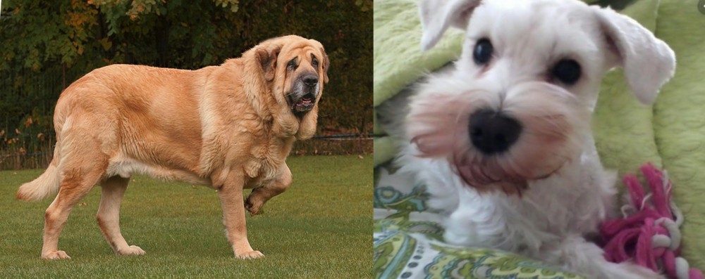 White Schnauzer vs Spanish Mastiff - Breed Comparison