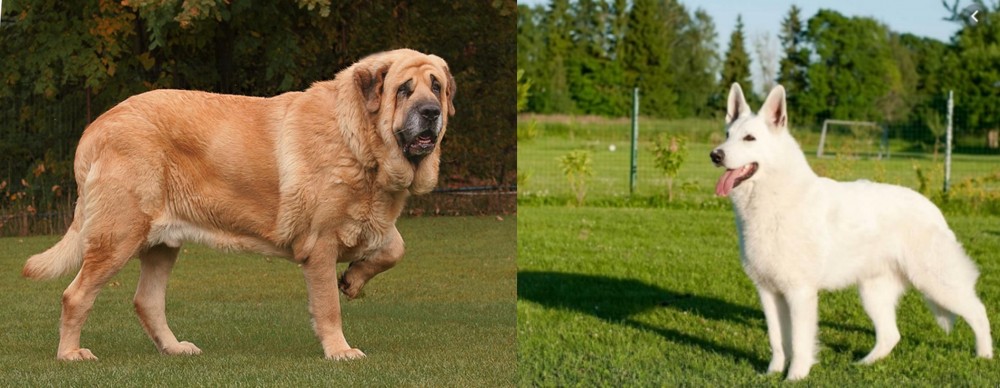 White Shepherd vs Spanish Mastiff - Breed Comparison