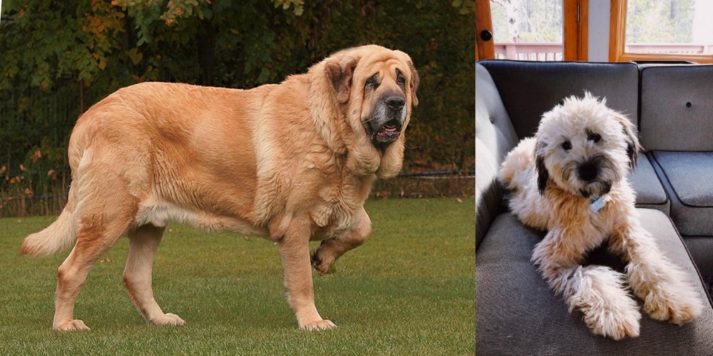 Whoodles vs Spanish Mastiff - Breed Comparison