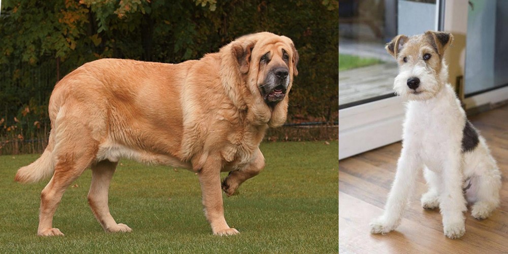 Wire Fox Terrier vs Spanish Mastiff - Breed Comparison
