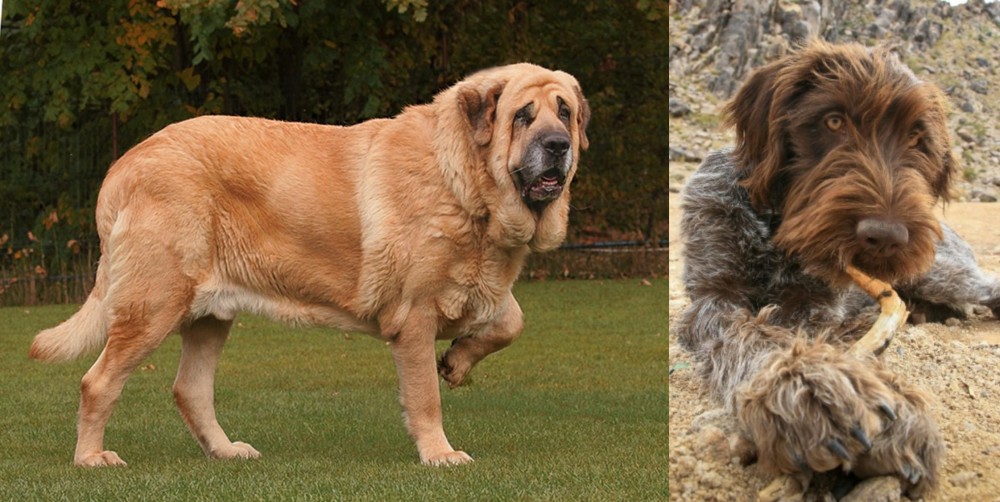 Wirehaired Pointing Griffon vs Spanish Mastiff - Breed Comparison