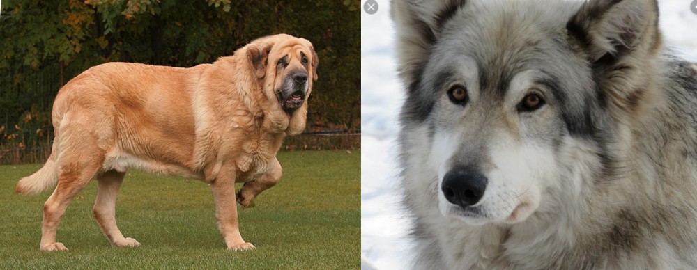 Wolfdog vs Spanish Mastiff - Breed Comparison