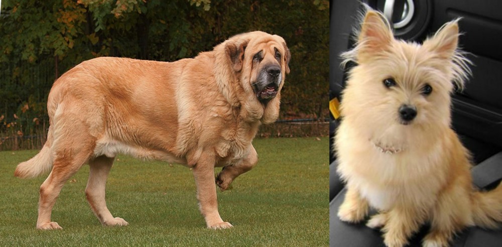 Yoranian vs Spanish Mastiff - Breed Comparison