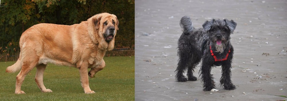 YorkiePoo vs Spanish Mastiff - Breed Comparison