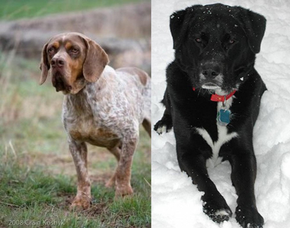 St. John's Water Dog vs Spanish Pointer - Breed Comparison