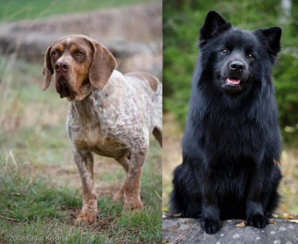 Swedish Lapphund vs Spanish Pointer - Breed Comparison