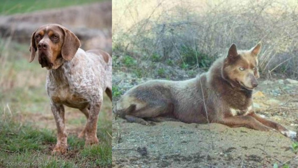 Tahltan Bear Dog vs Spanish Pointer - Breed Comparison